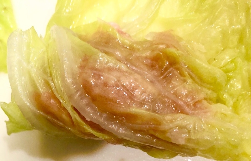 白菜でタネを巻くところを撮った写真