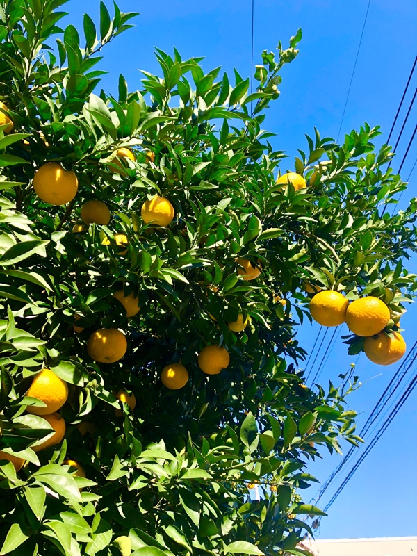 秋に実った夏みかんを撮った写真