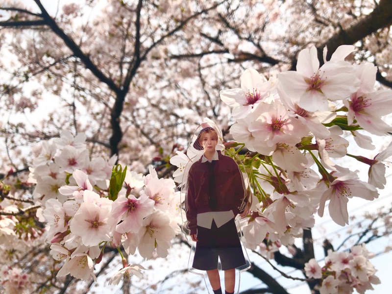 ユウキのアクスタと桜を一緒に撮った写真