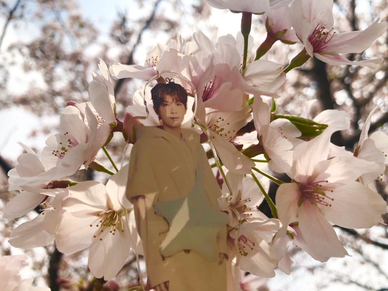 桜とユウキのアクスタを撮った写真
