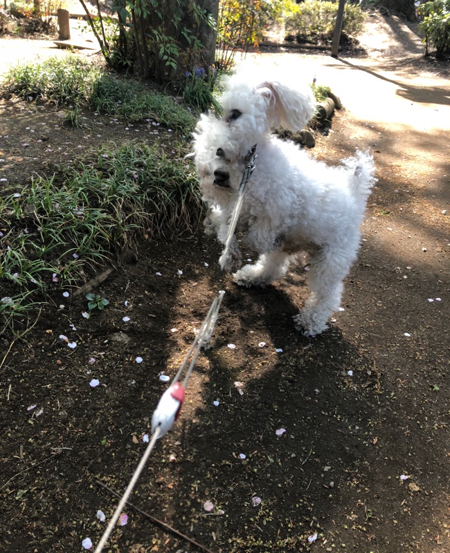 愛犬の頭が2つに見える写真