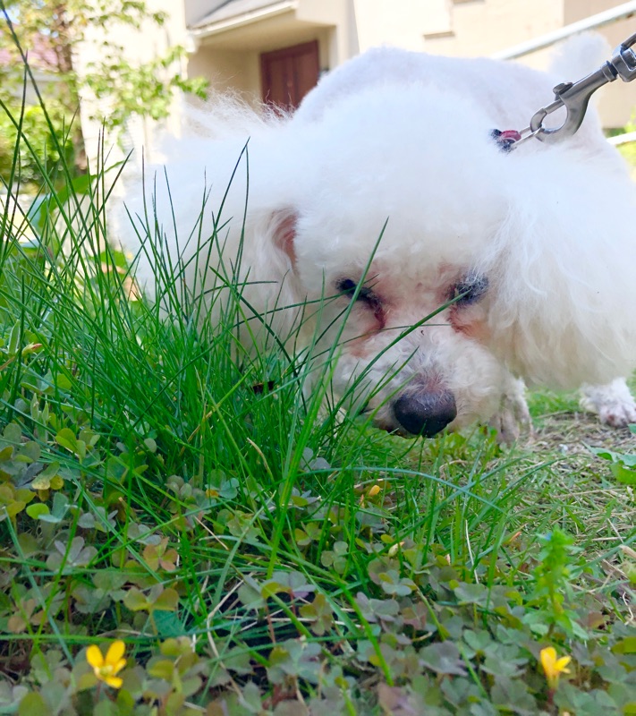 トリミングしてさっぱりしたところを撮った写真