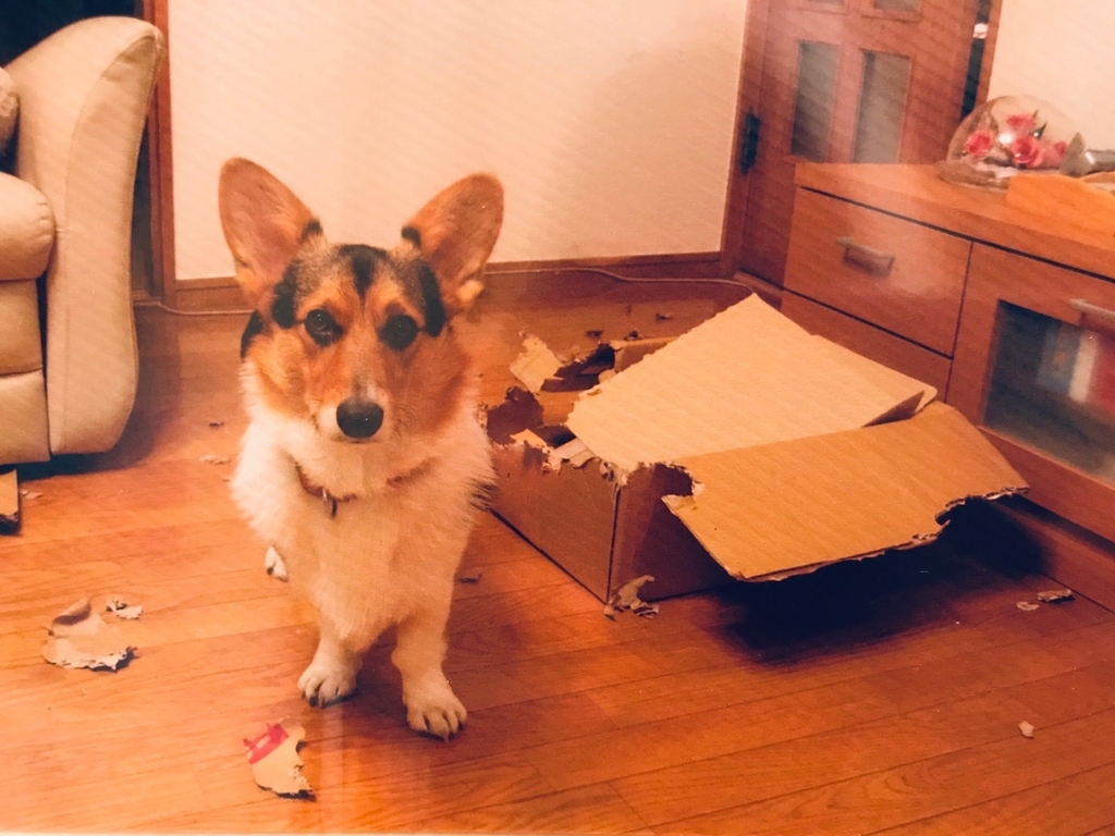 f:id:KanonCanon:20190117012115j:plain f:id:KanonCanon:20190117012115j:plain