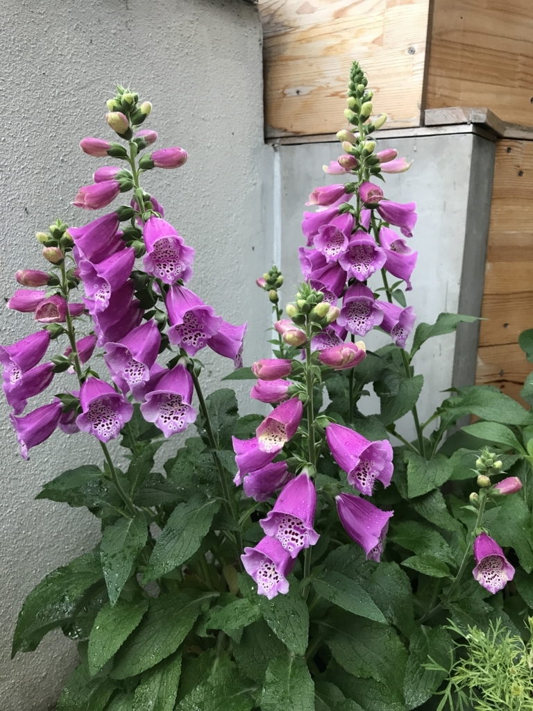 f:id:Kaoriok:20180513232009j:plain f:id:Kaoriok:20180513232009j:plain