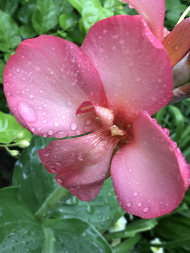 f:id:Kaoriok:20180705163049j:plain f:id:Kaoriok:20180705163049j:plain