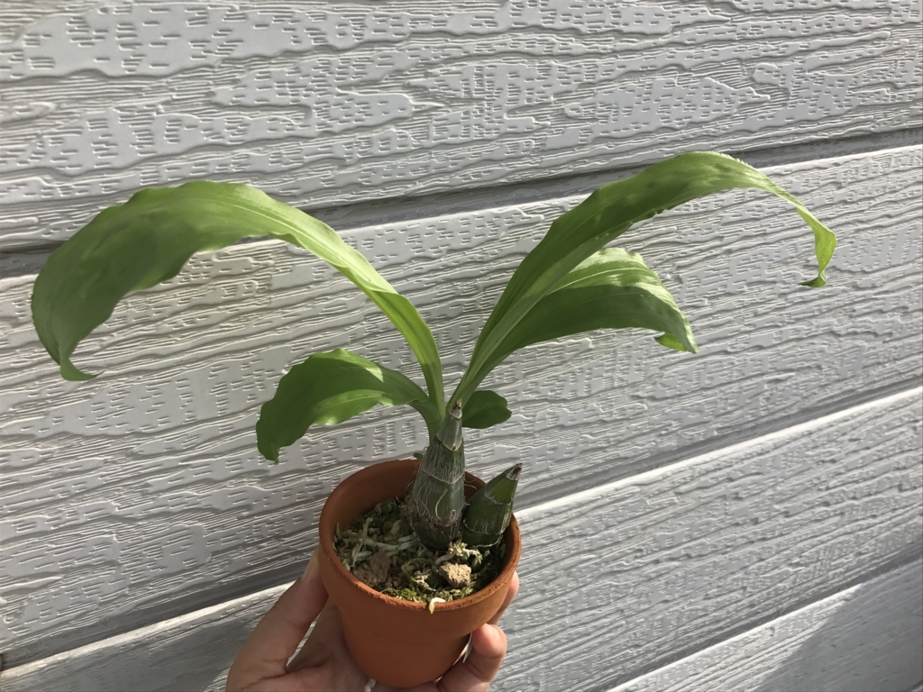 f:id:Kaoriok:20180714013855j:plain f:id:Kaoriok:20180714013855j:plain