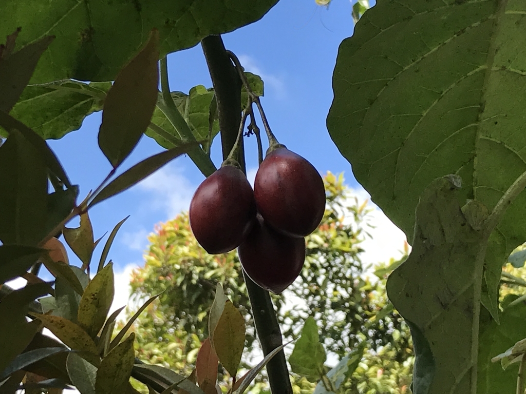 f:id:Kaoriok:20180915195659j:plain f:id:Kaoriok:20180915195659j:plain
