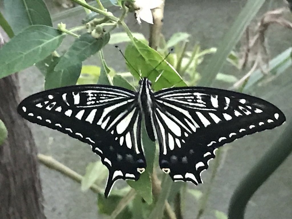 f:id:Kaoriok:20180916205956j:plain