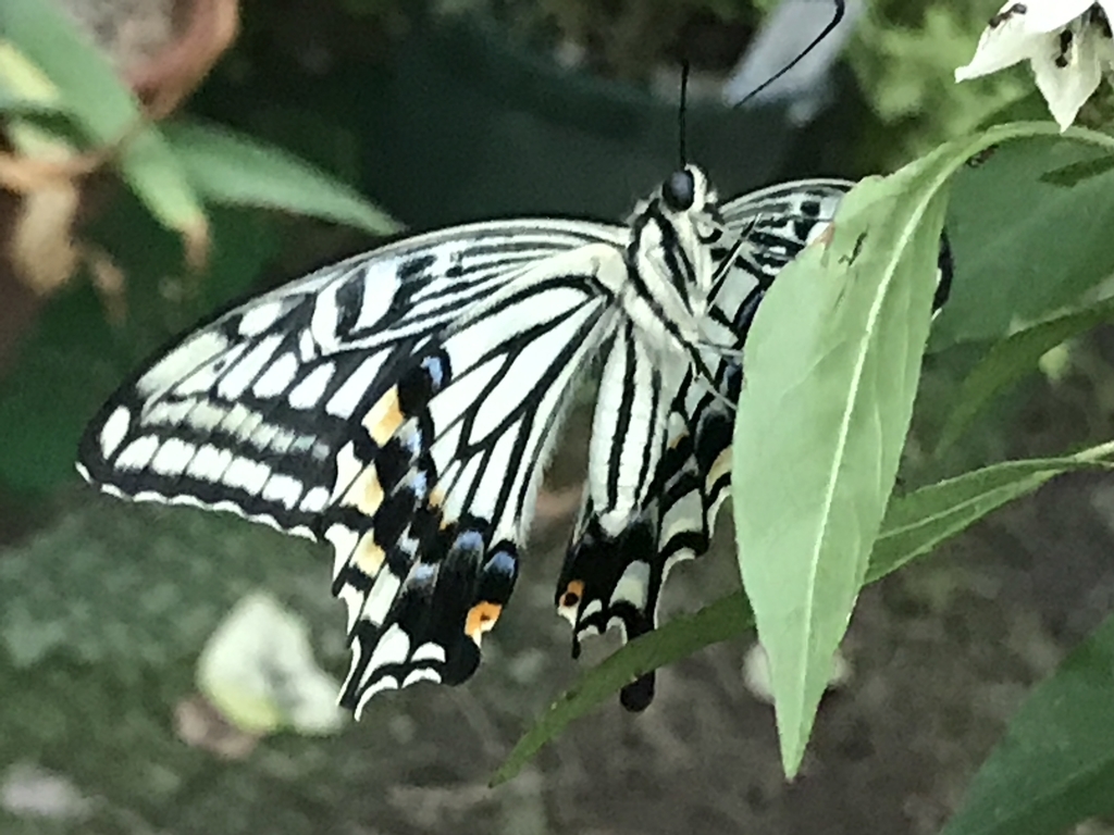 f:id:Kaoriok:20180916210045j:plain