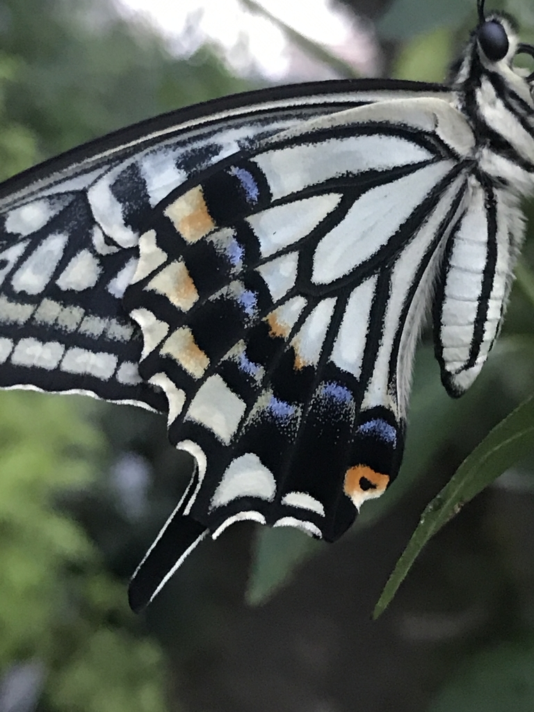 f:id:Kaoriok:20180916210147j:plain