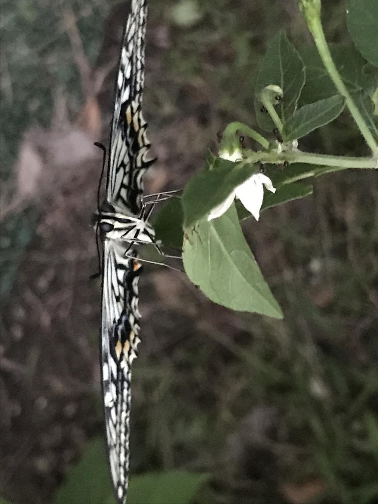 f:id:Kaoriok:20180916210215j:plain