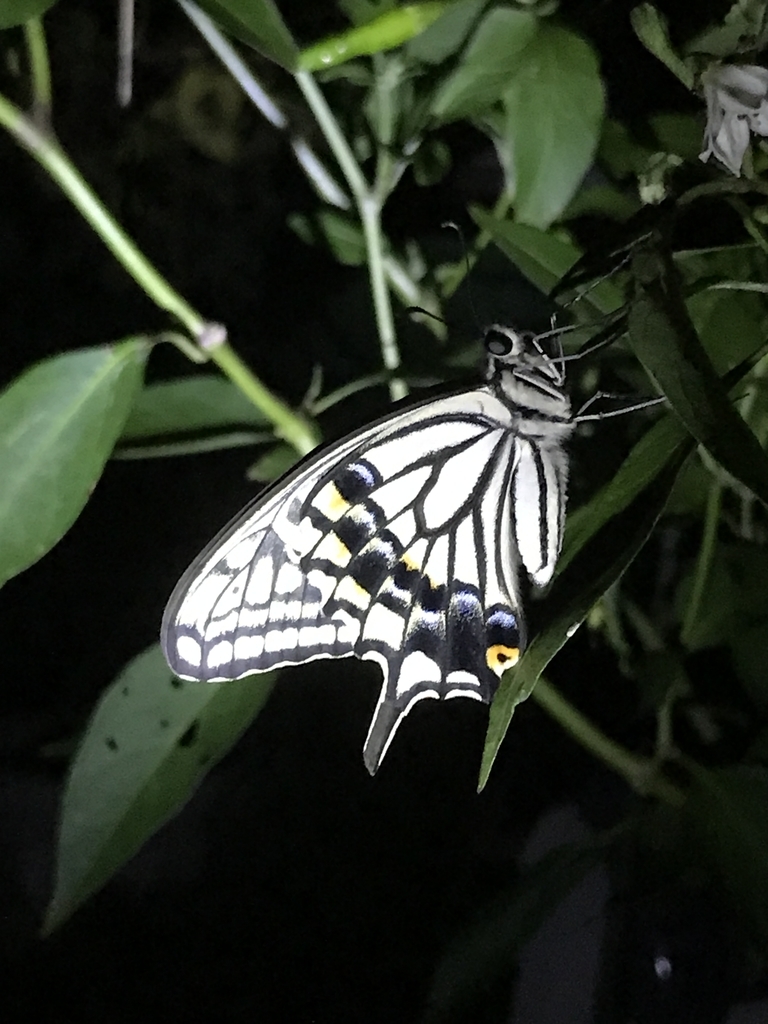 f:id:Kaoriok:20180916210232j:plain