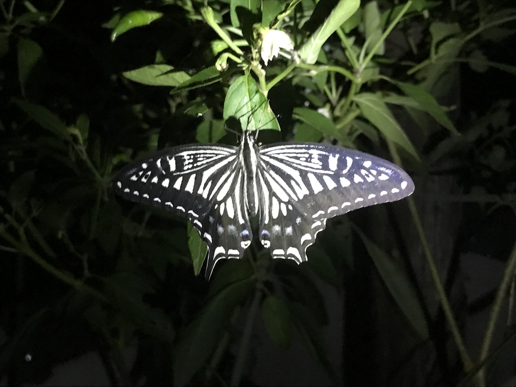 f:id:Kaoriok:20180916211521j:plain