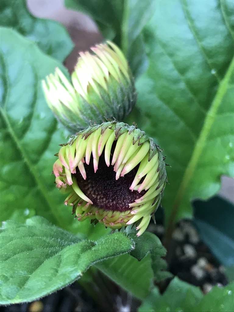 いろいろ開花 ハイビスカス ハブランサス カンナ タンジン チョウマメ コバルトセージ キンギョソウ ガーベラ かおりのプランター ガーデニングブログ