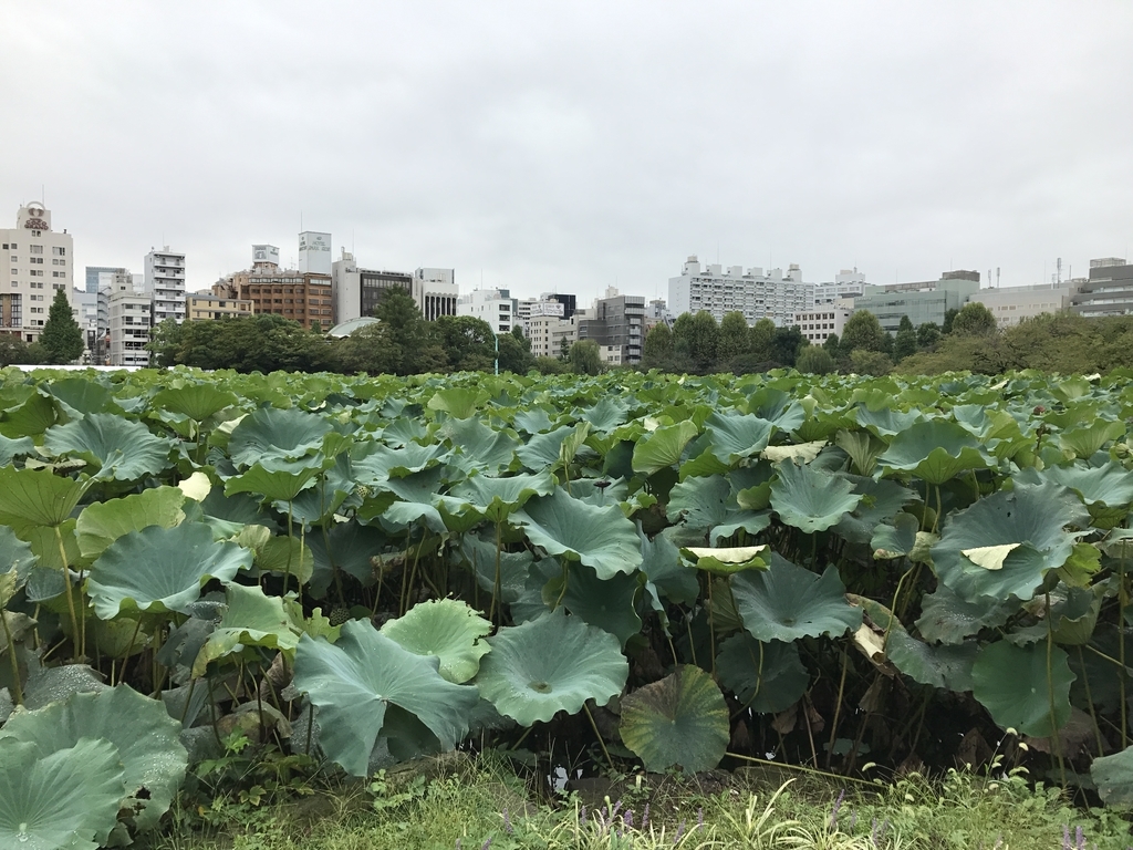 f:id:Kaoriok:20180930172832j:plain