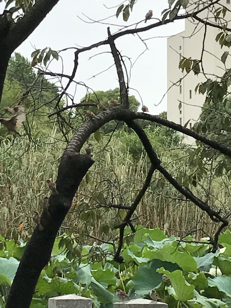 f:id:Kaoriok:20180930173107j:plain