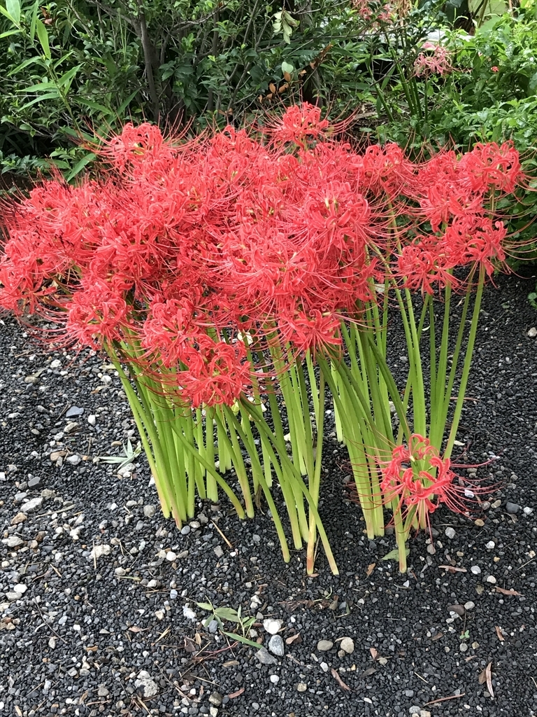 f:id:Kaoriok:20180930173807j:plain