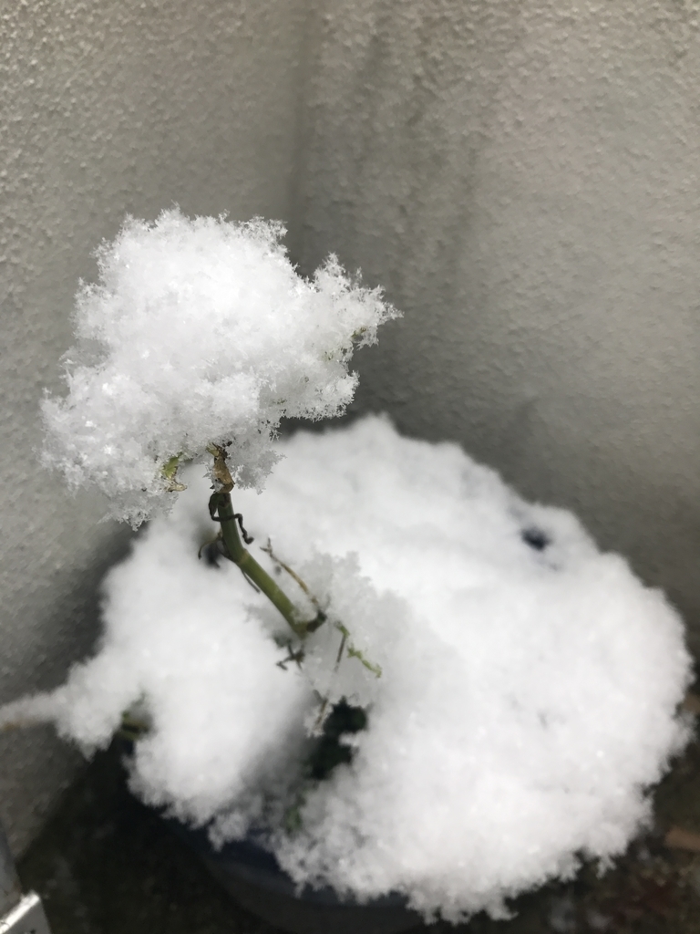 f:id:Kaoriok:20181229205555j:plain f:id:Kaoriok:20181229205555j:plain