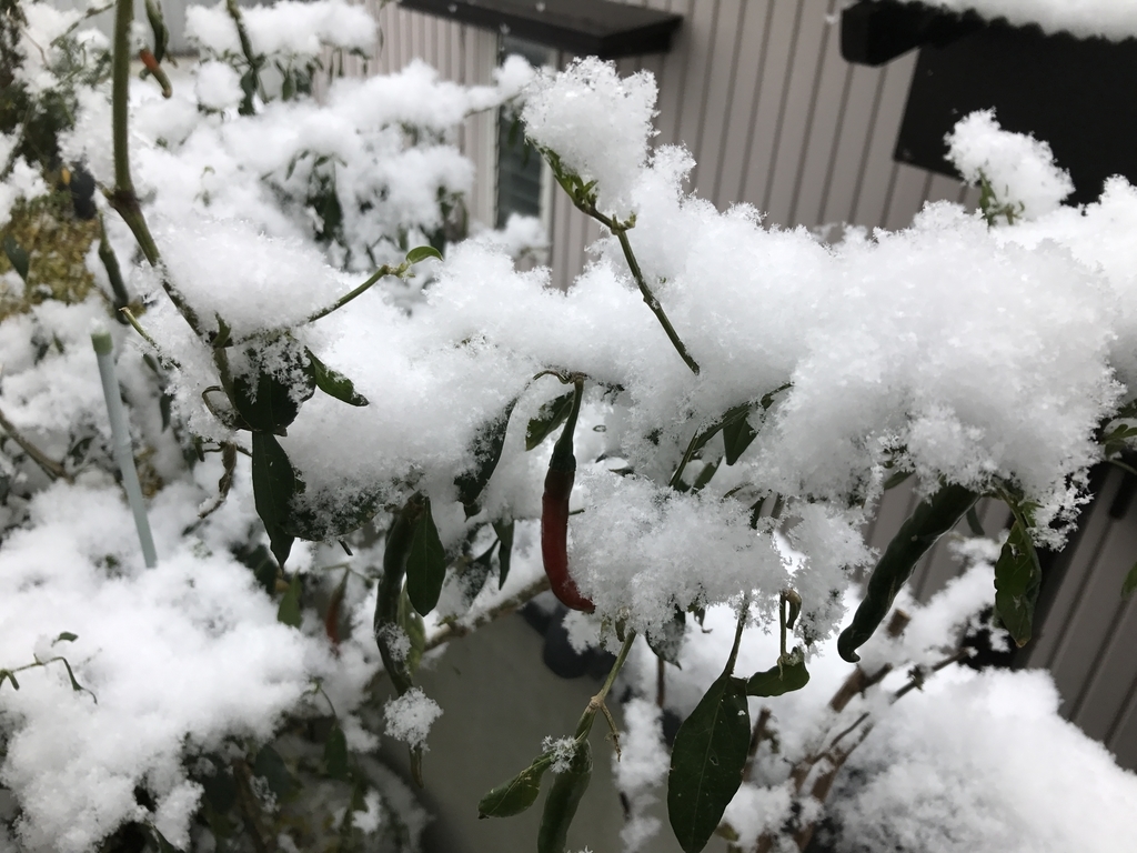 f:id:Kaoriok:20181229205926j:plain f:id:Kaoriok:20181229205926j:plain