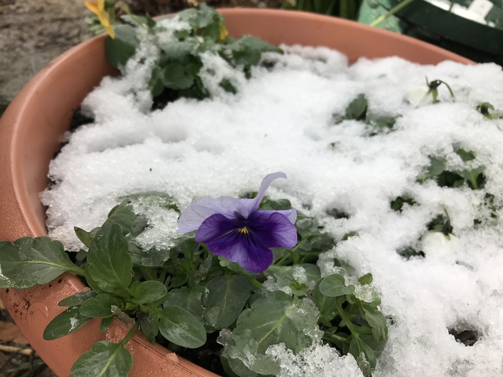 f:id:Kaoriok:20181229211331j:plain f:id:Kaoriok:20181229211331j:plain