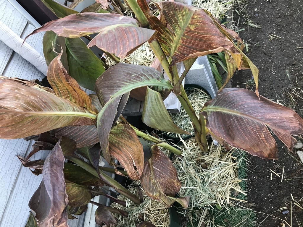 f:id:Kaoriok:20181230230254j:plain f:id:Kaoriok:20181230230254j:plain