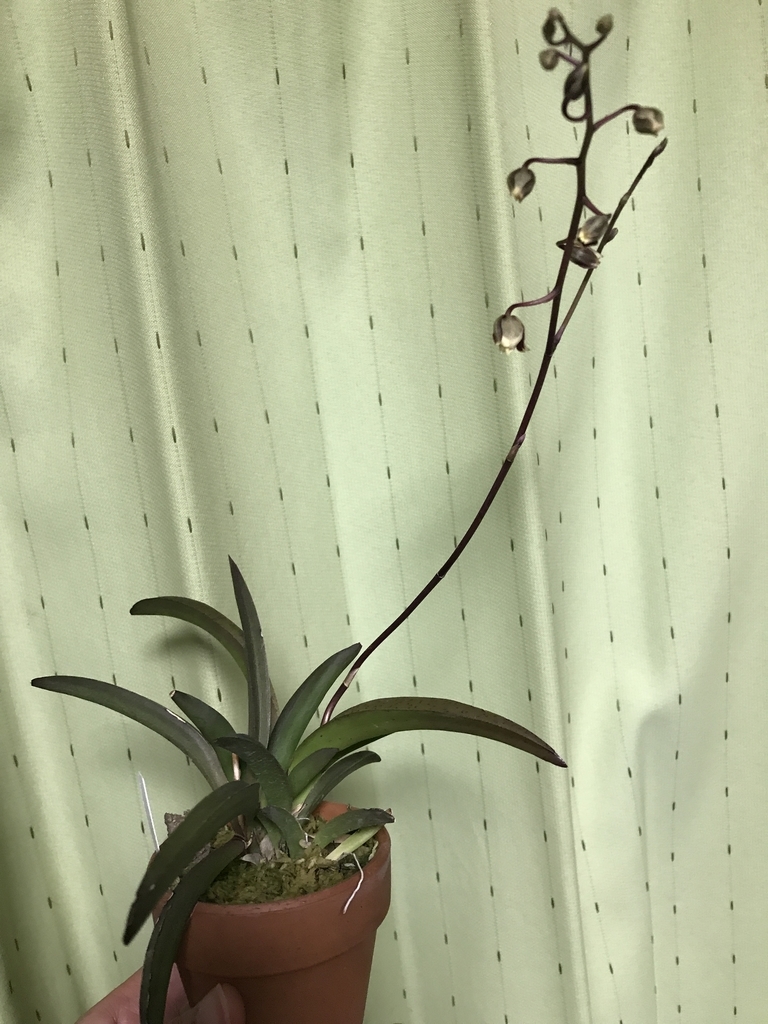 f:id:Kaoriok:20190111225517j:plain f:id:Kaoriok:20190111225517j:plain