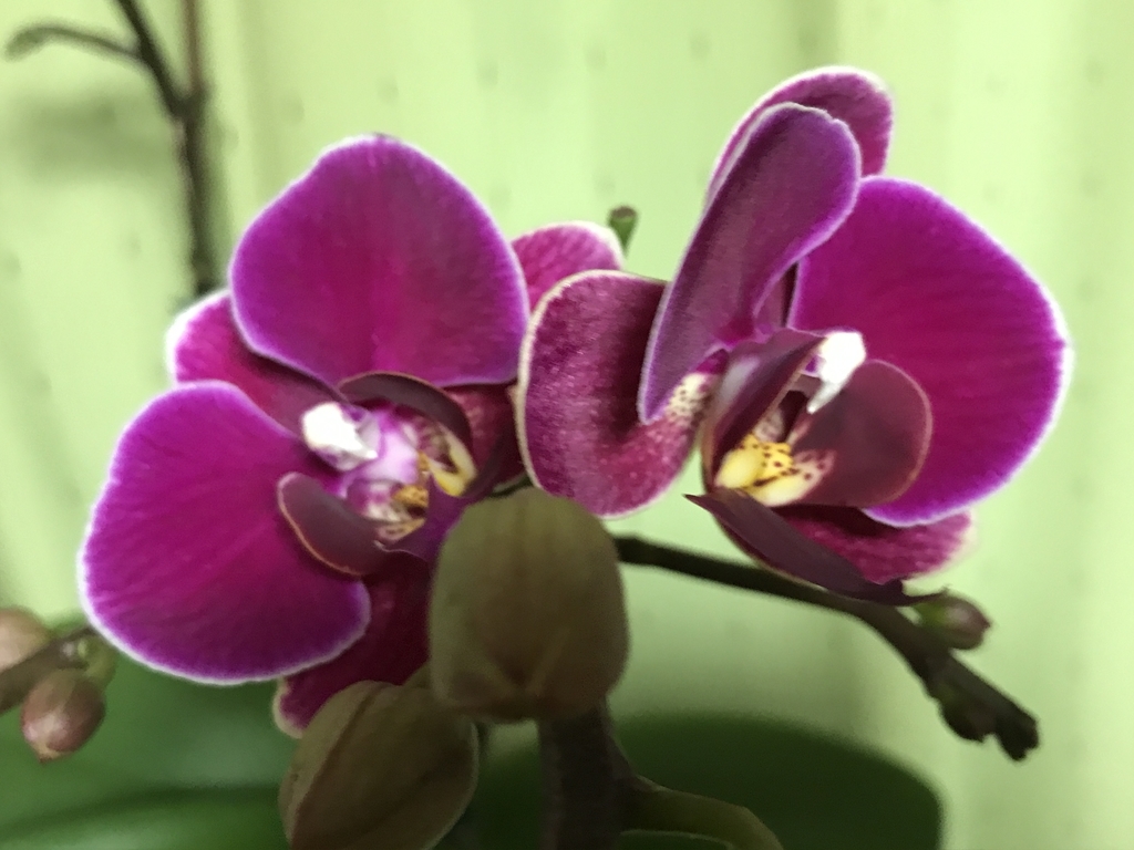 f:id:Kaoriok:20190111230015j:plain f:id:Kaoriok:20190111230015j:plain