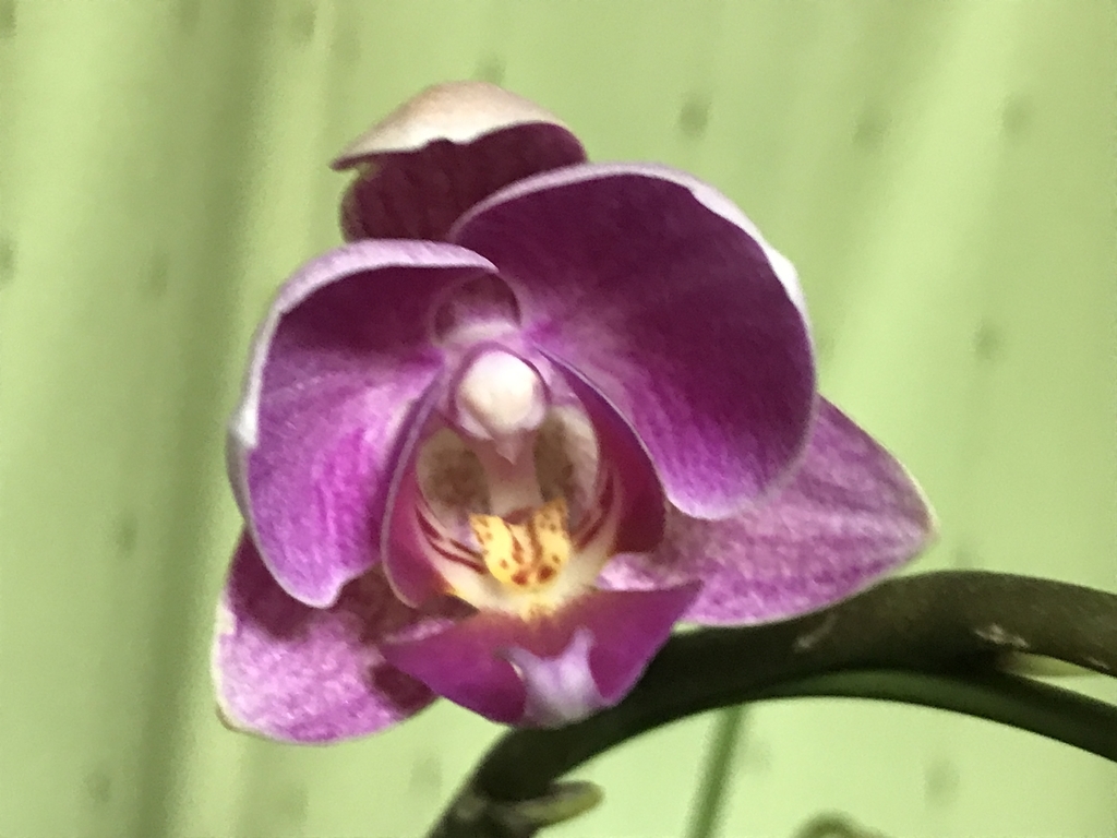 f:id:Kaoriok:20190111230145j:plain f:id:Kaoriok:20190111230145j:plain