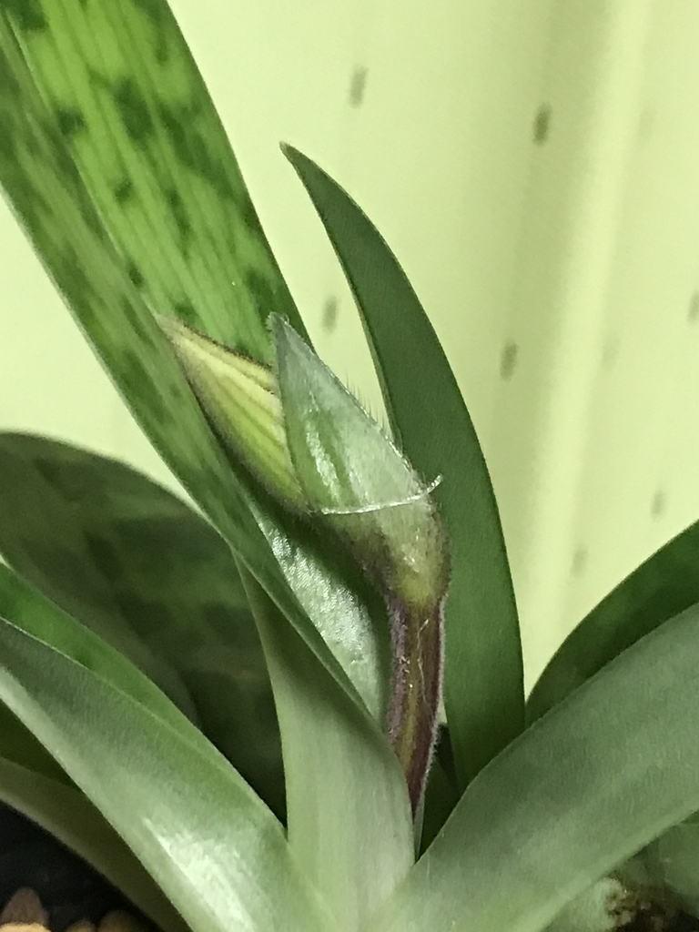 f:id:Kaoriok:20190111230940j:plain f:id:Kaoriok:20190111230940j:plain