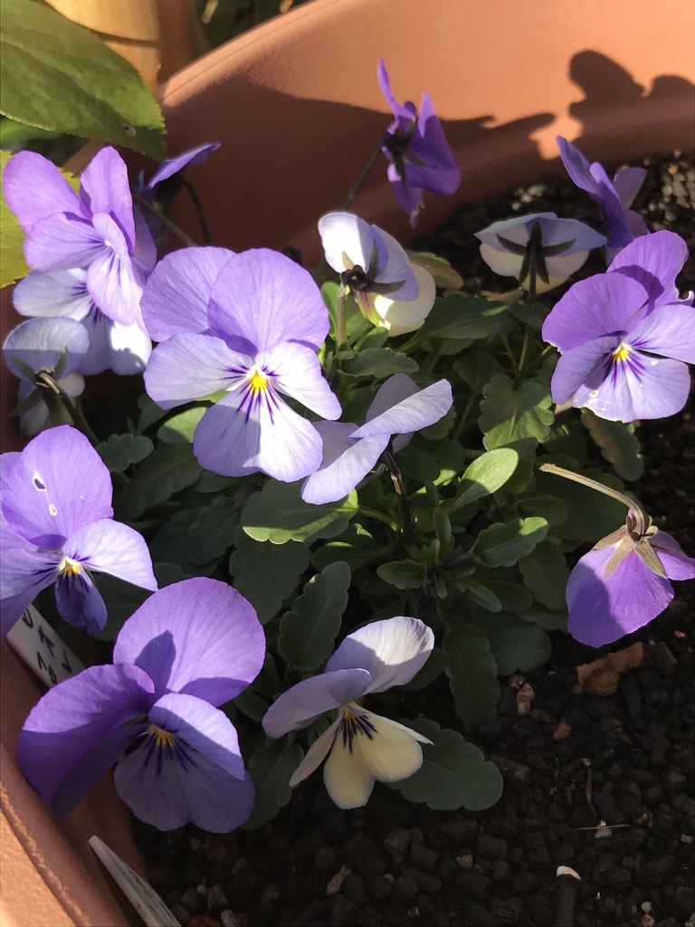 f:id:Kaoriok:20190111231533j:plain f:id:Kaoriok:20190111231533j:plain