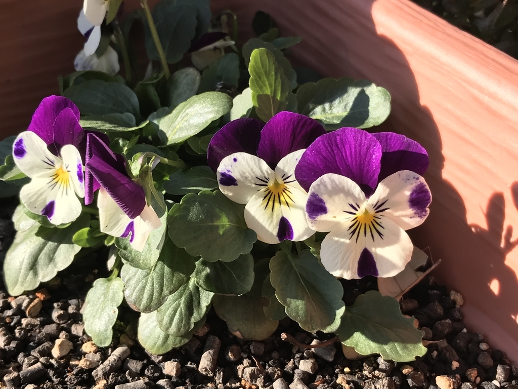 f:id:Kaoriok:20190111231600j:plain f:id:Kaoriok:20190111231600j:plain