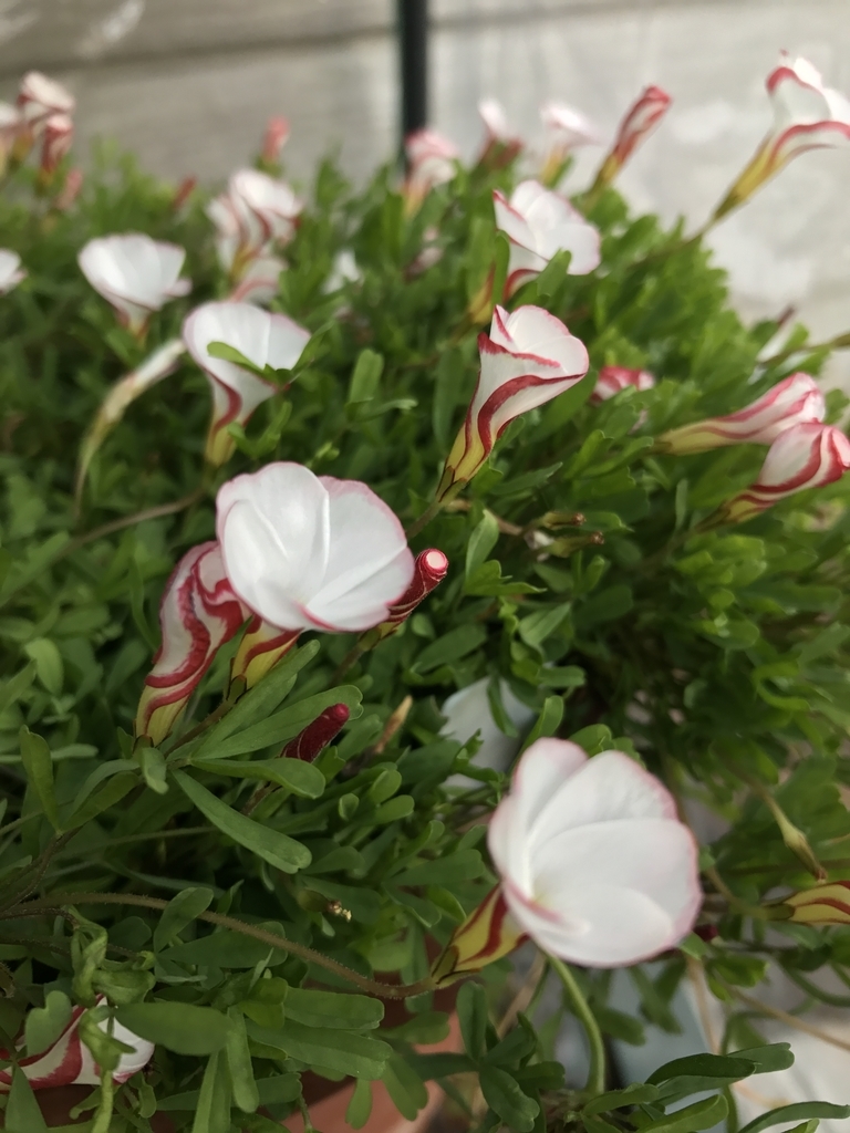 f:id:Kaoriok:20190111232133j:plain f:id:Kaoriok:20190111232133j:plain