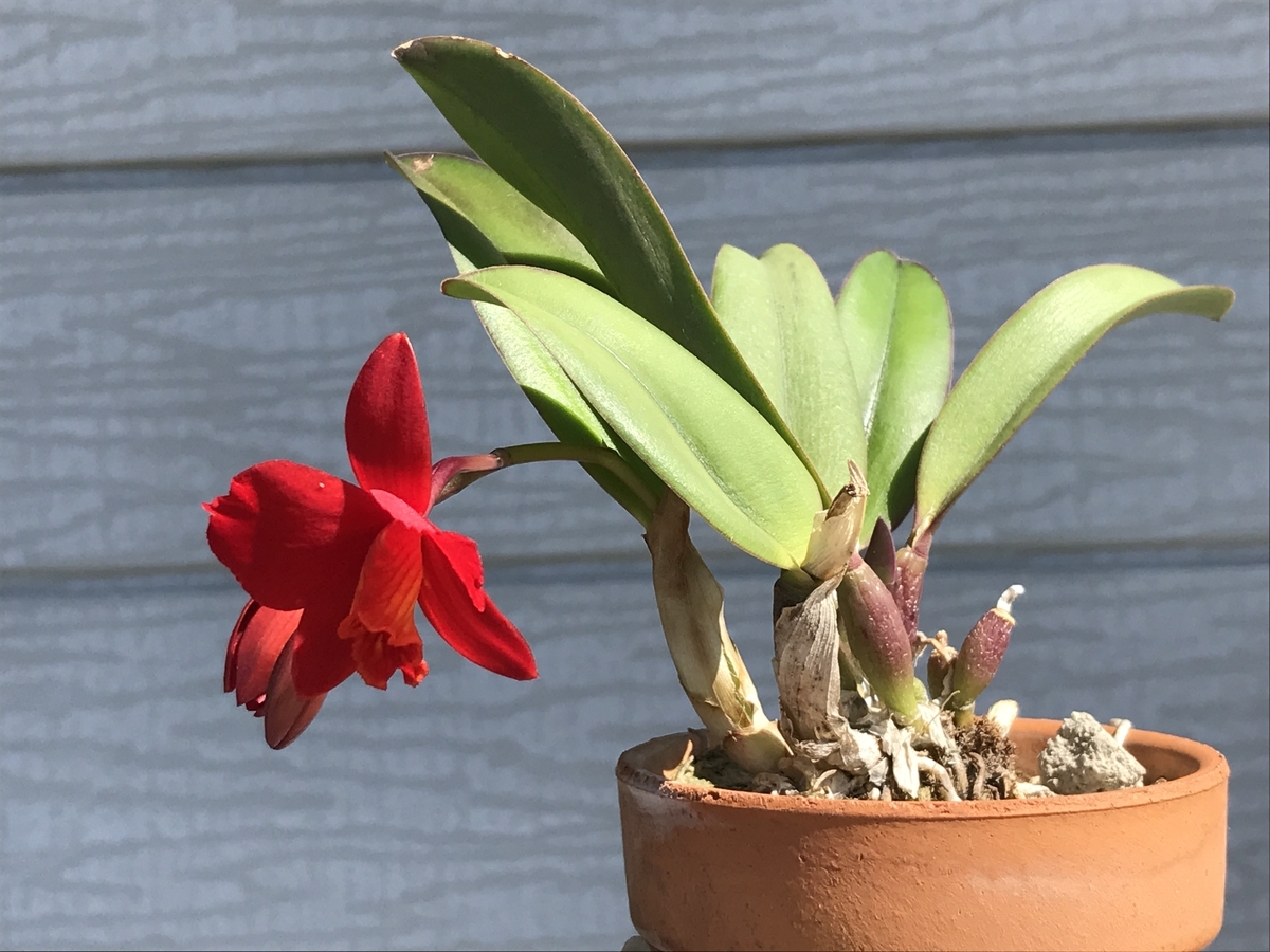 カトレアたちの開花と蕾（ソフロレリア・レッドドール、原種