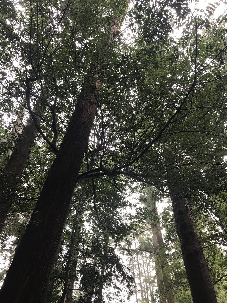 f:id:Kaoriok:20190502214138j:plain f:id:Kaoriok:20190502214138j:plain