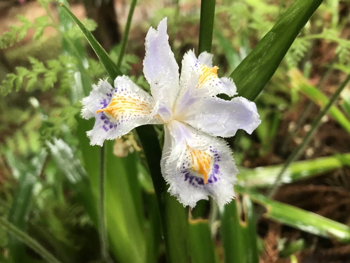 f:id:Kaoriok:20190502221955j:plain f:id:Kaoriok:20190502221955j:plain