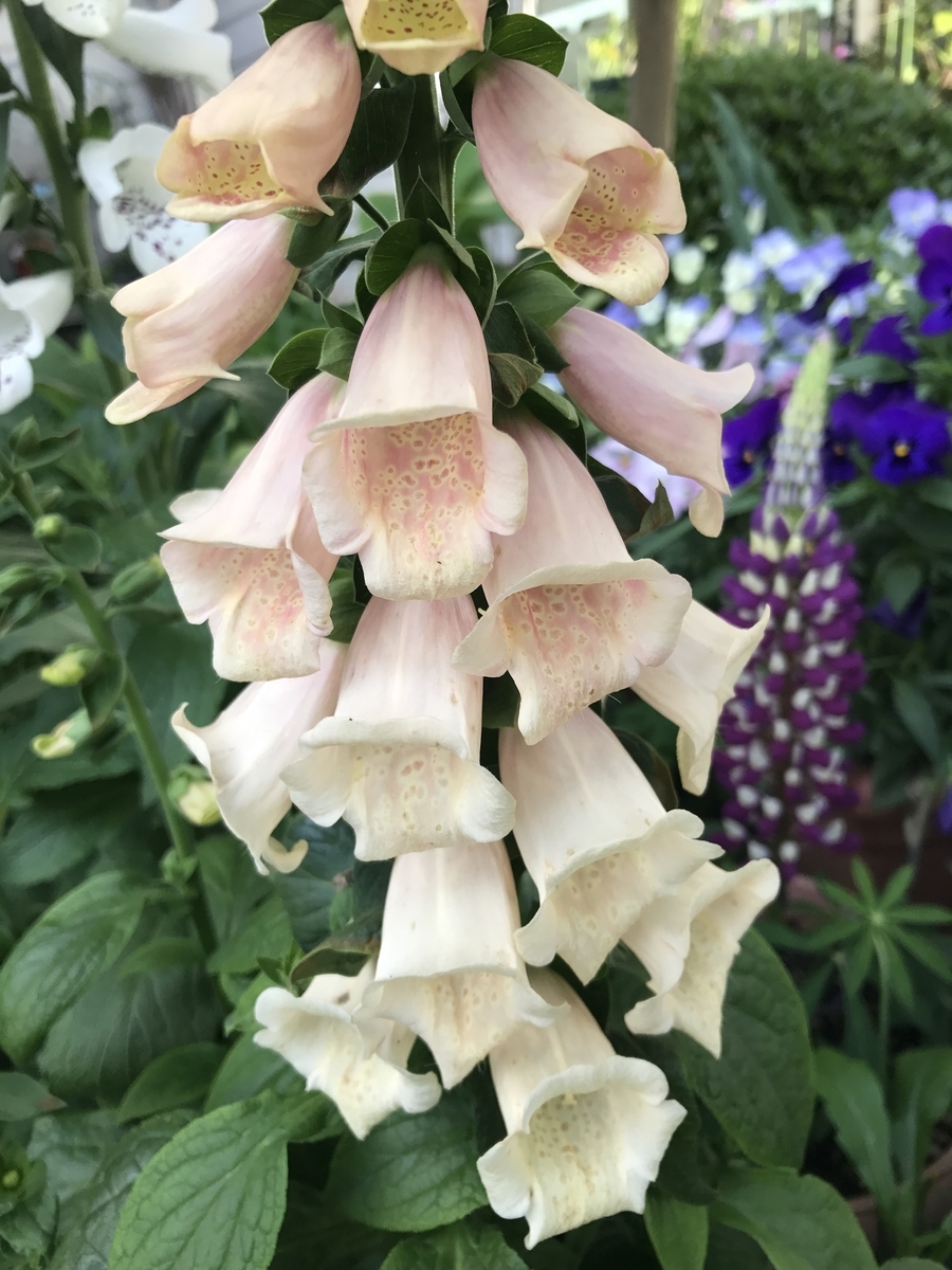 f:id:Kaoriok:20190502224021j:plain f:id:Kaoriok:20190502224021j:plain