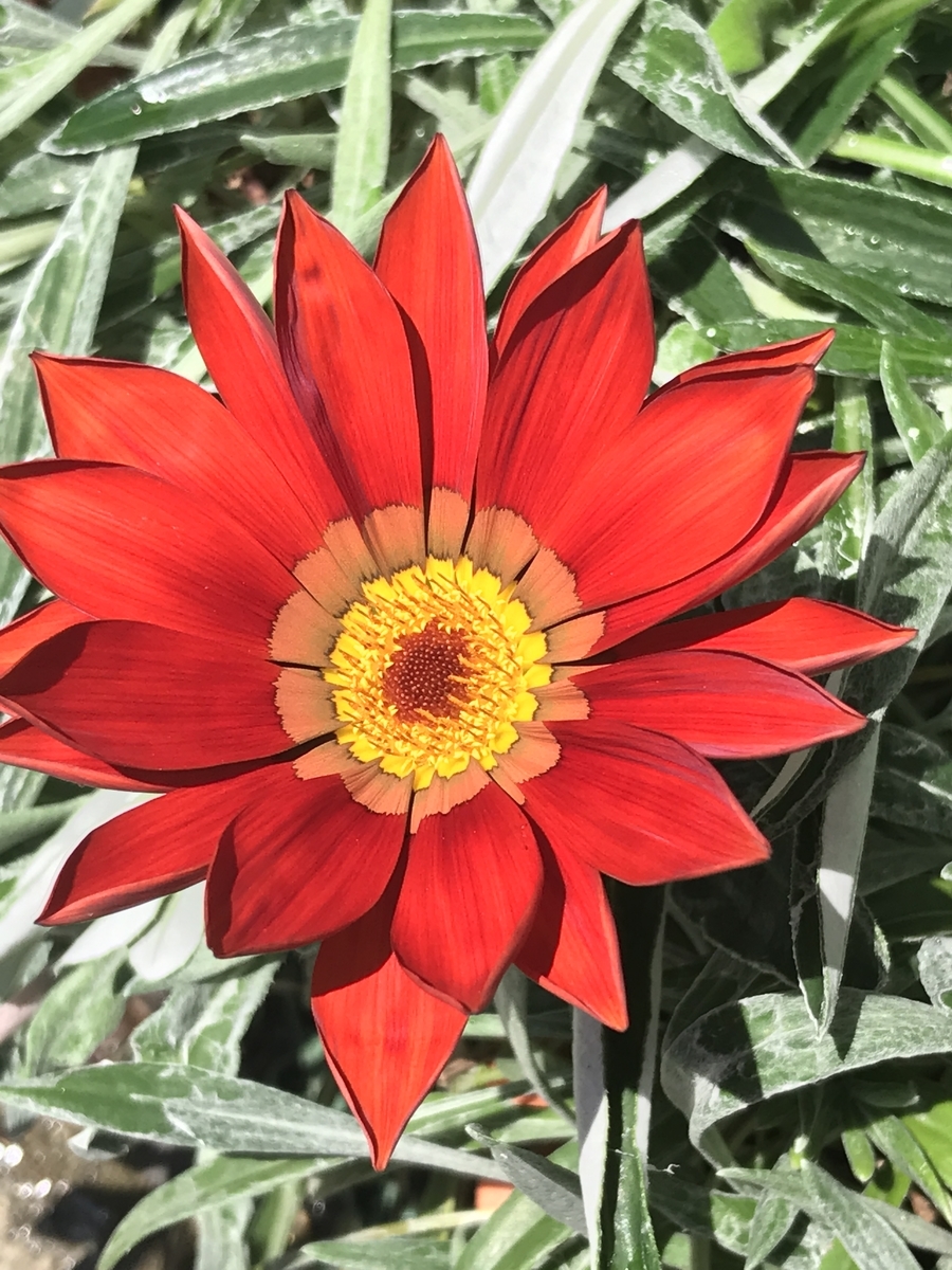 f:id:Kaoriok:20190502224027j:plain f:id:Kaoriok:20190502224027j:plain
