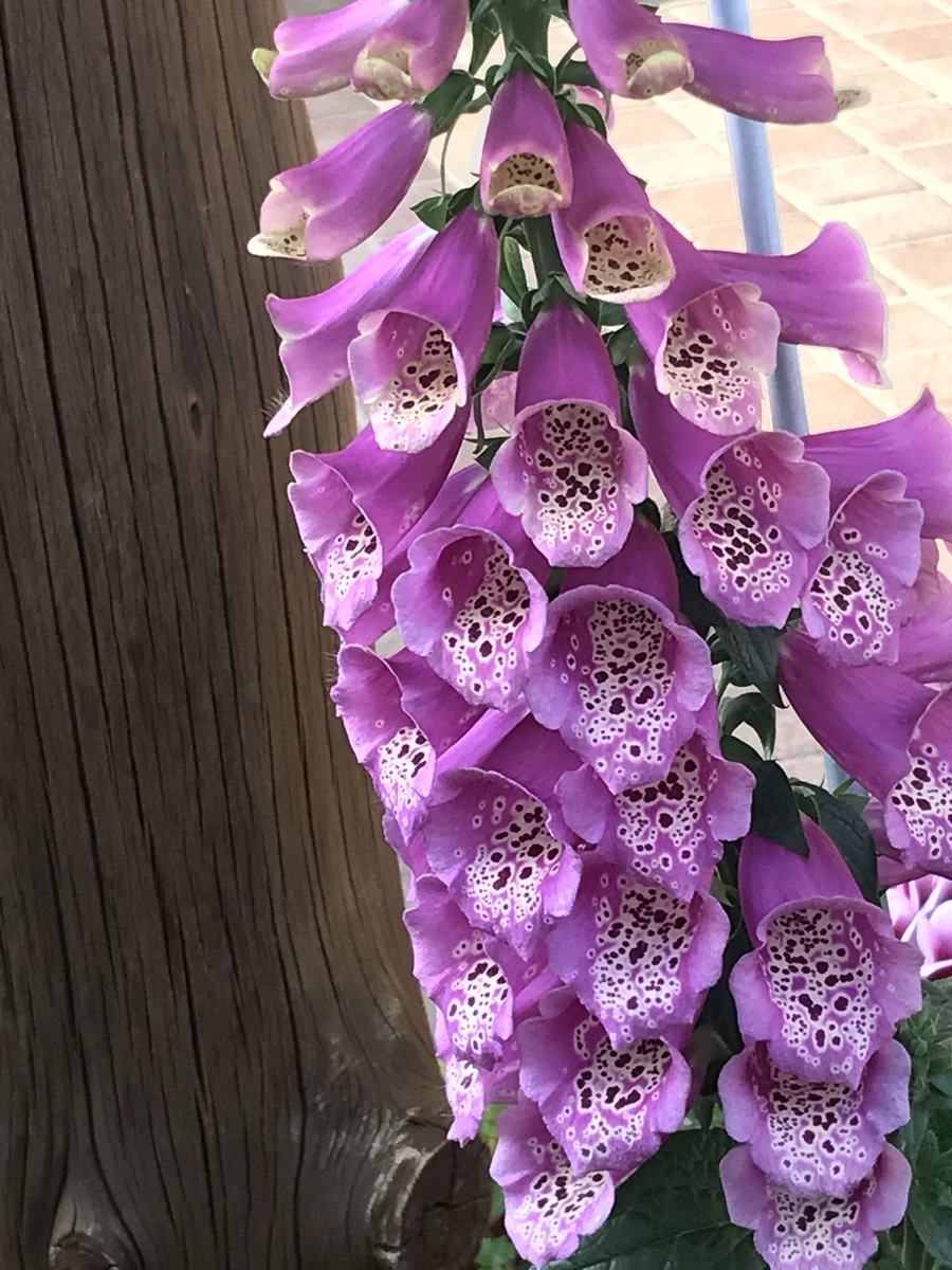 f:id:Kaoriok:20190502224107j:plain f:id:Kaoriok:20190502224107j:plain