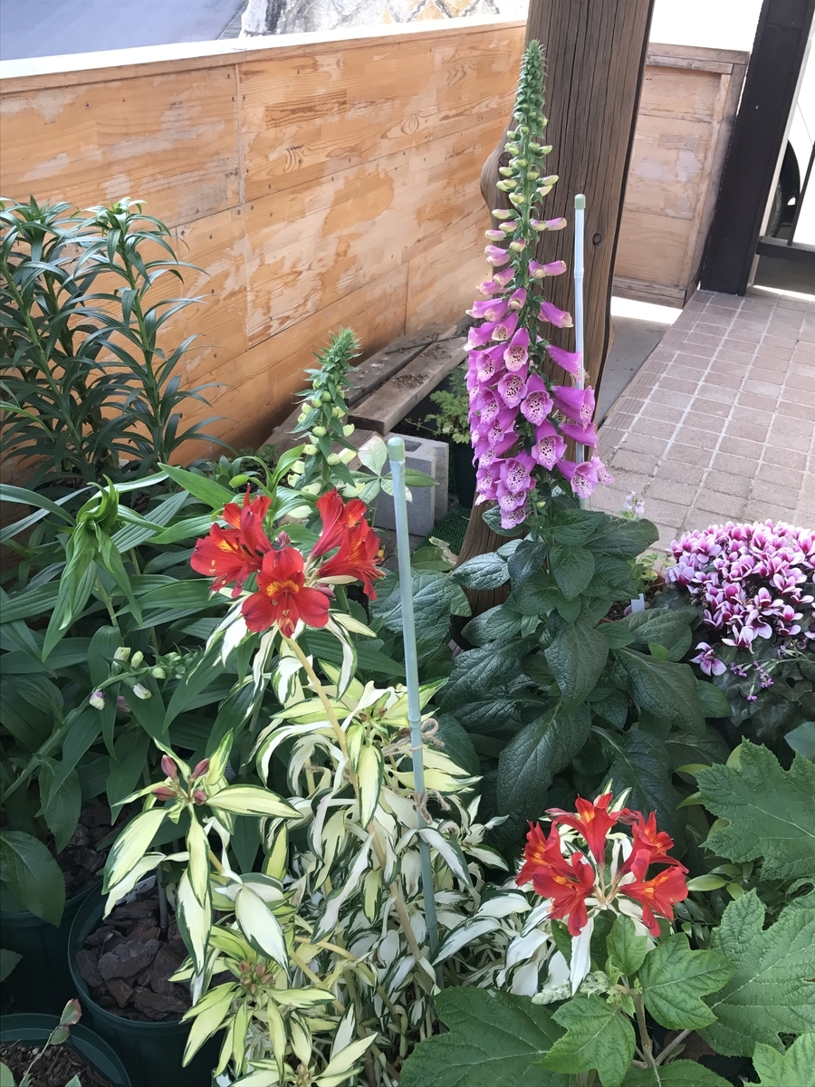 f:id:Kaoriok:20190502224127j:plain f:id:Kaoriok:20190502224127j:plain