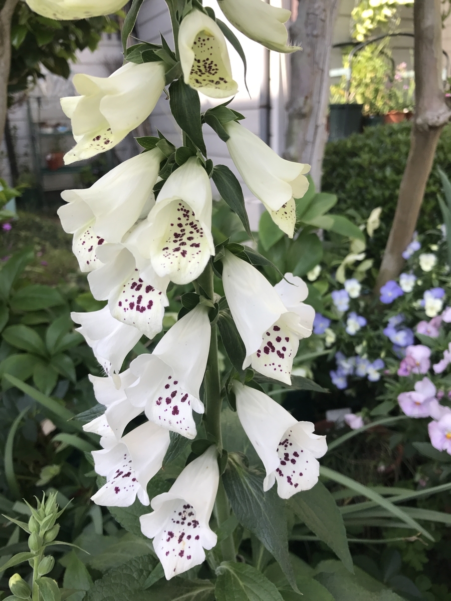 f:id:Kaoriok:20190502224200j:plain f:id:Kaoriok:20190502224200j:plain
