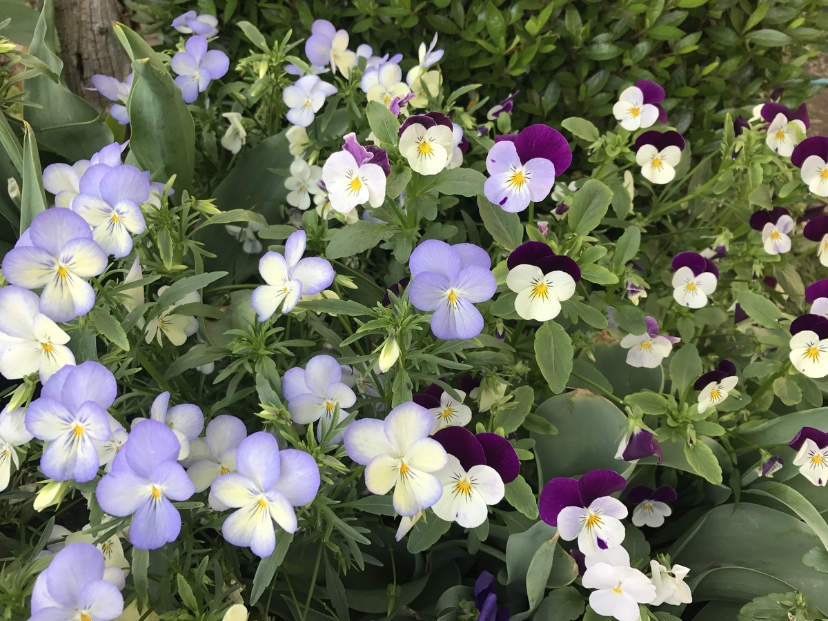 f:id:Kaoriok:20190502224213j:plain f:id:Kaoriok:20190502224213j:plain