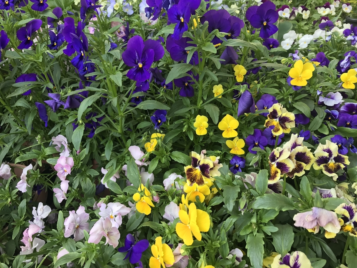 f:id:Kaoriok:20190502224257j:plain f:id:Kaoriok:20190502224257j:plain