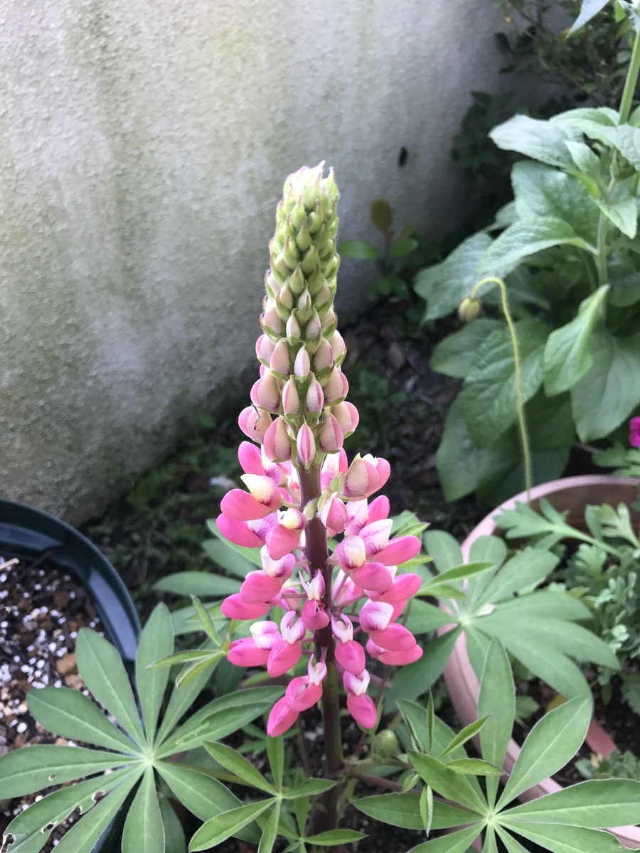 f:id:Kaoriok:20190502224318j:plain f:id:Kaoriok:20190502224318j:plain