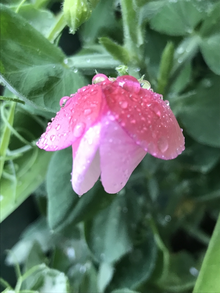 f:id:Kaoriok:20190502224745j:plain f:id:Kaoriok:20190502224745j:plain