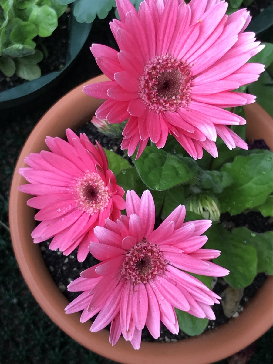 f:id:Kaoriok:20190502224756j:plain f:id:Kaoriok:20190502224756j:plain