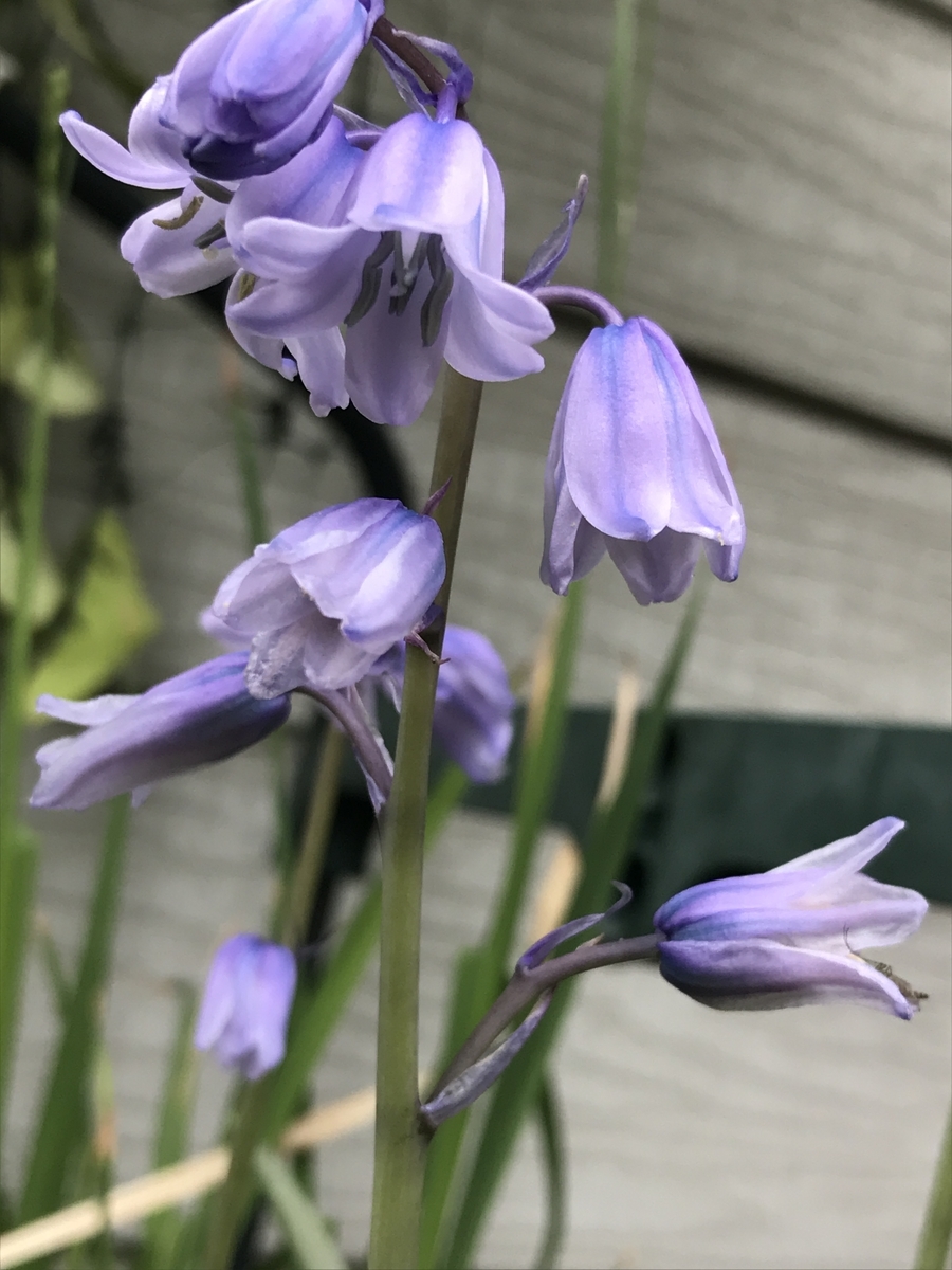f:id:Kaoriok:20190502224807j:plain f:id:Kaoriok:20190502224807j:plain