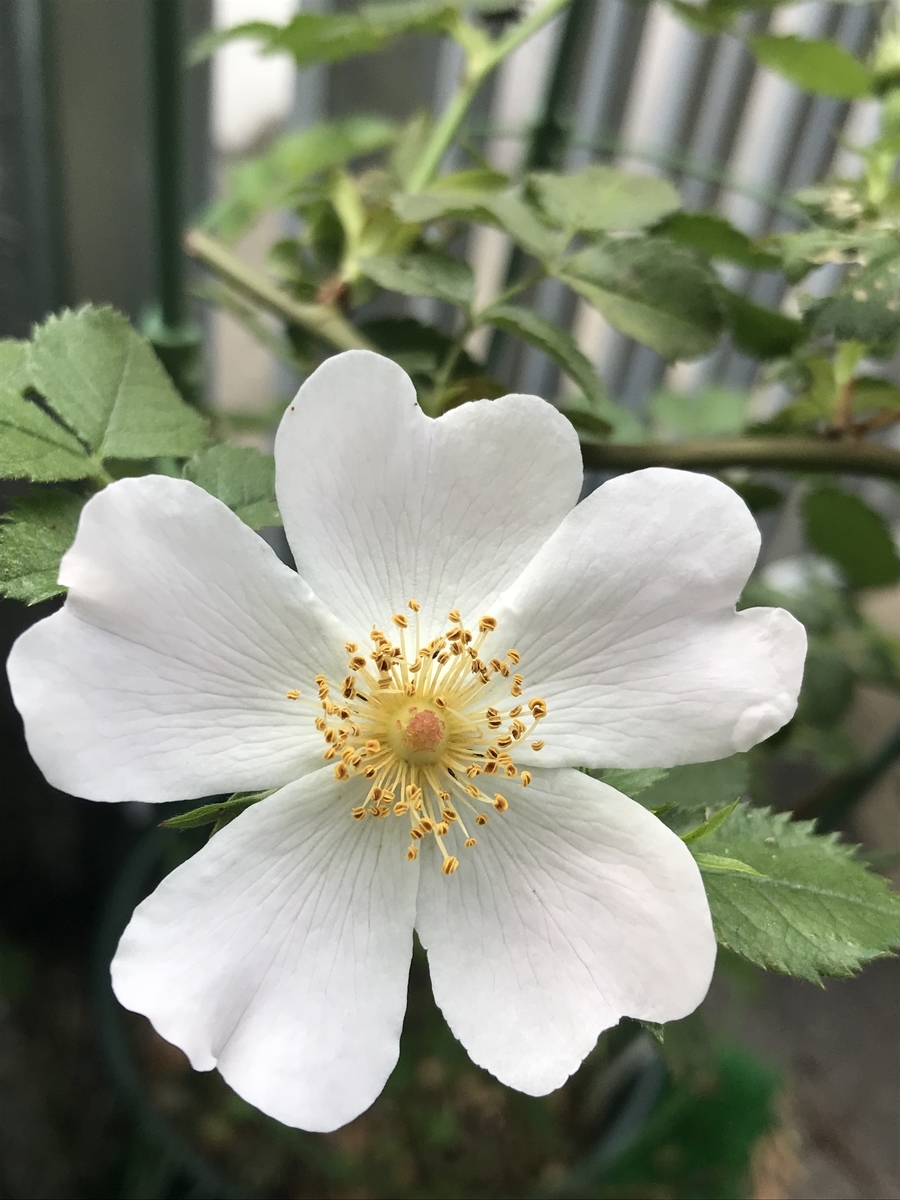 f:id:Kaoriok:20190513221346j:plain f:id:Kaoriok:20190513221346j:plain