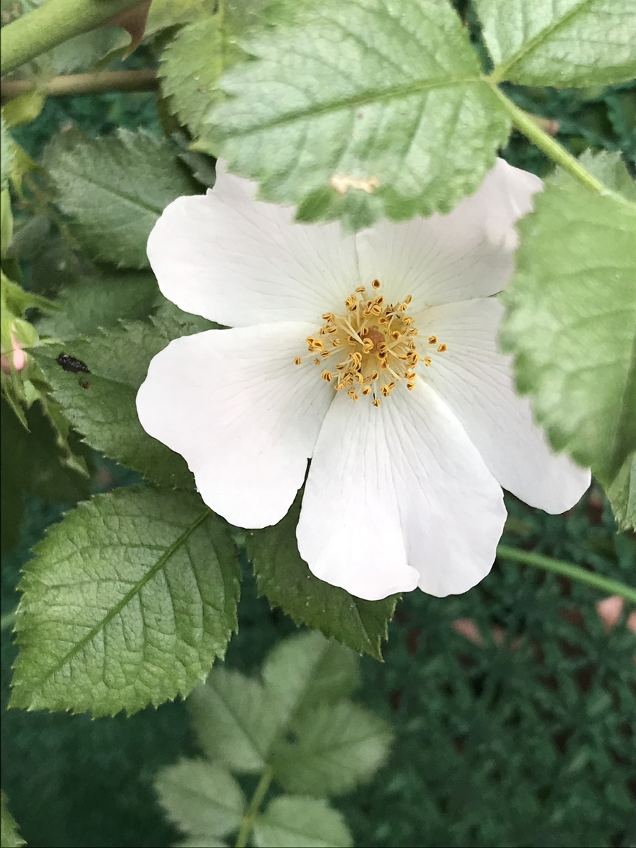 f:id:Kaoriok:20190513221350j:plain f:id:Kaoriok:20190513221350j:plain