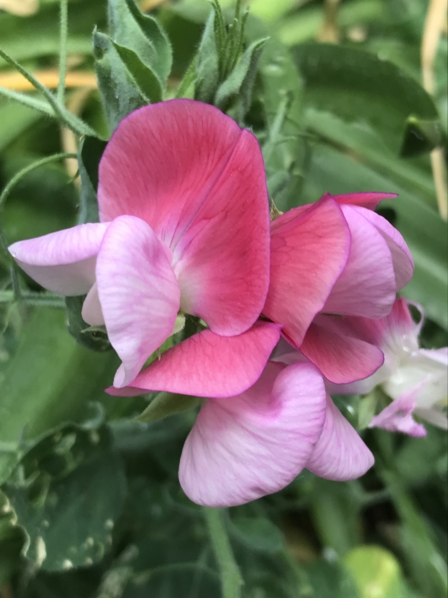 f:id:Kaoriok:20190513223615j:plain f:id:Kaoriok:20190513223615j:plain