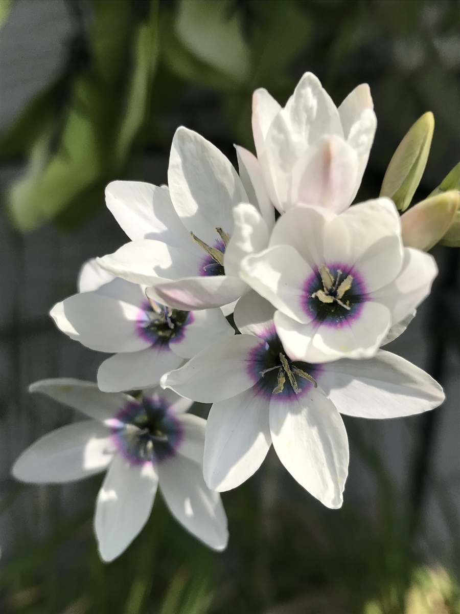 f:id:Kaoriok:20190513223733j:plain f:id:Kaoriok:20190513223733j:plain